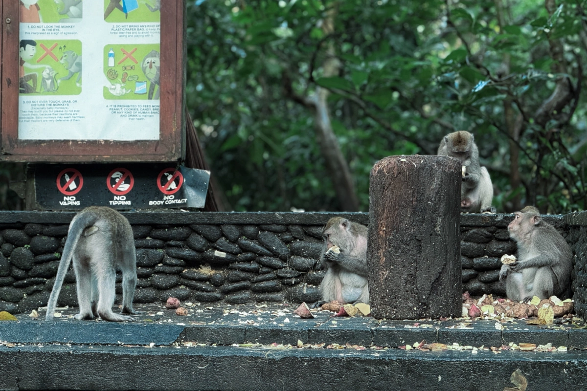 Ubud Escape: Monkeys, Rice, and the Hidden Two